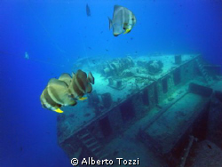 Thistlegorm
bow & batfish 
in a good viz day by Alberto Tozzi 